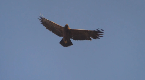 דורסים בנדידה